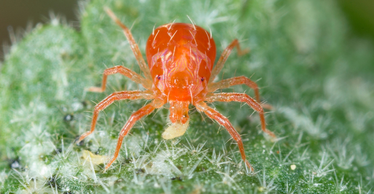 What you need to know about predator mites