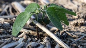 Young soybean plant