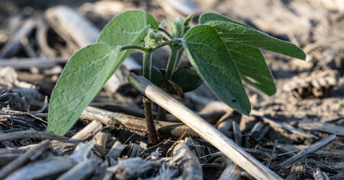 BASF debuts first SCN transgenic trait
