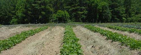 herbicide_carryover_hurt_fall_seeded_cover_crops_1_634806320351398697.jpg
