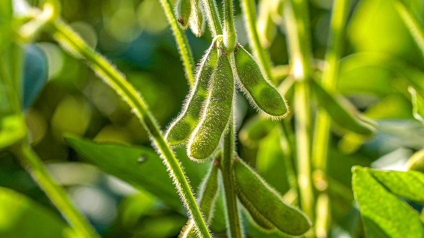 Soybean pods