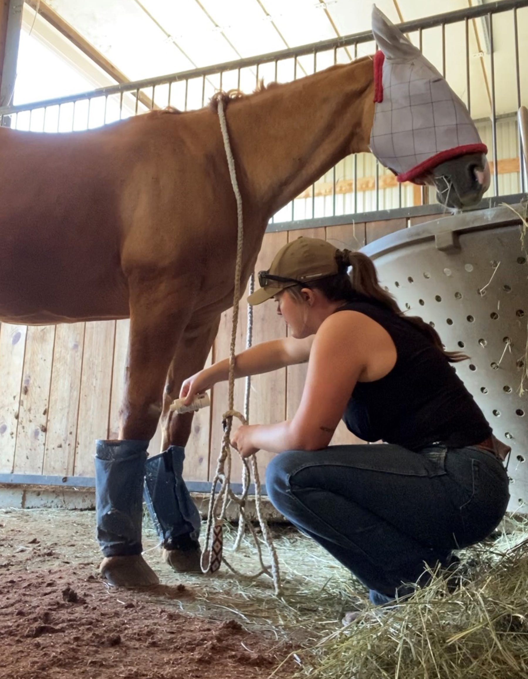 injured horse in stable