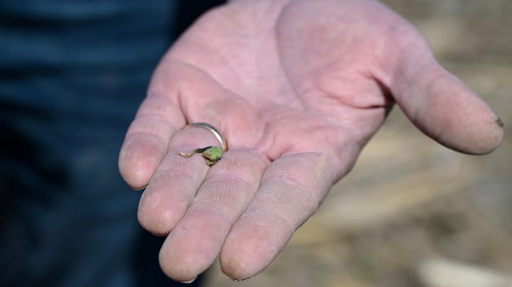 Soybean planting depth affects late-season success