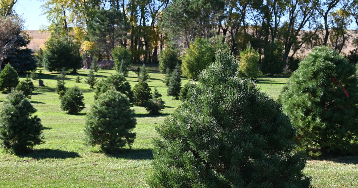 A real tree story