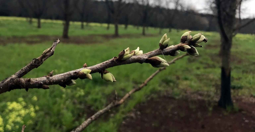 (Wells-1)22-prefreeze-budbreak-a.jpg (Wells-1)22-prefreeze-budbreak-a.jpg