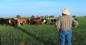 9-19-22 cattle on wheat field GettyImages-472717706 (1).jpg