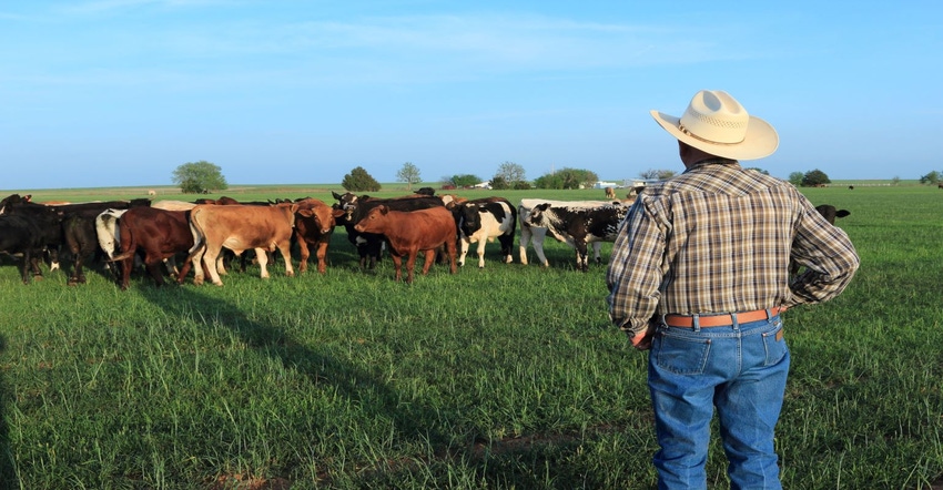 9-19-22 cattle on wheat field GettyImages-472717706 (1).jpg 9-19-22 cattle on wheat field GettyImages-472717706 (1).jpg