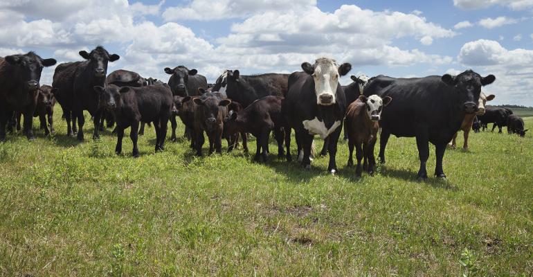 Cattle in a field