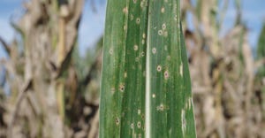tar spots on corn leaf