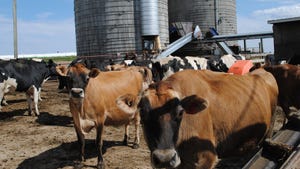 Jersey and Holstein dairy cattle in a cowlot