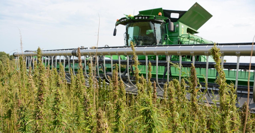 A combine harvesting a hemp field