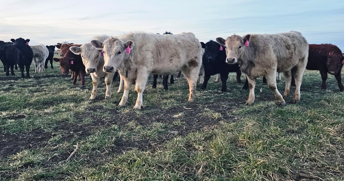 Cattle, hog byproduct values surge