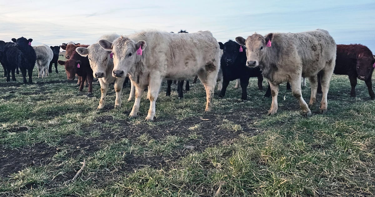 Cattle, hog byproduct values surge