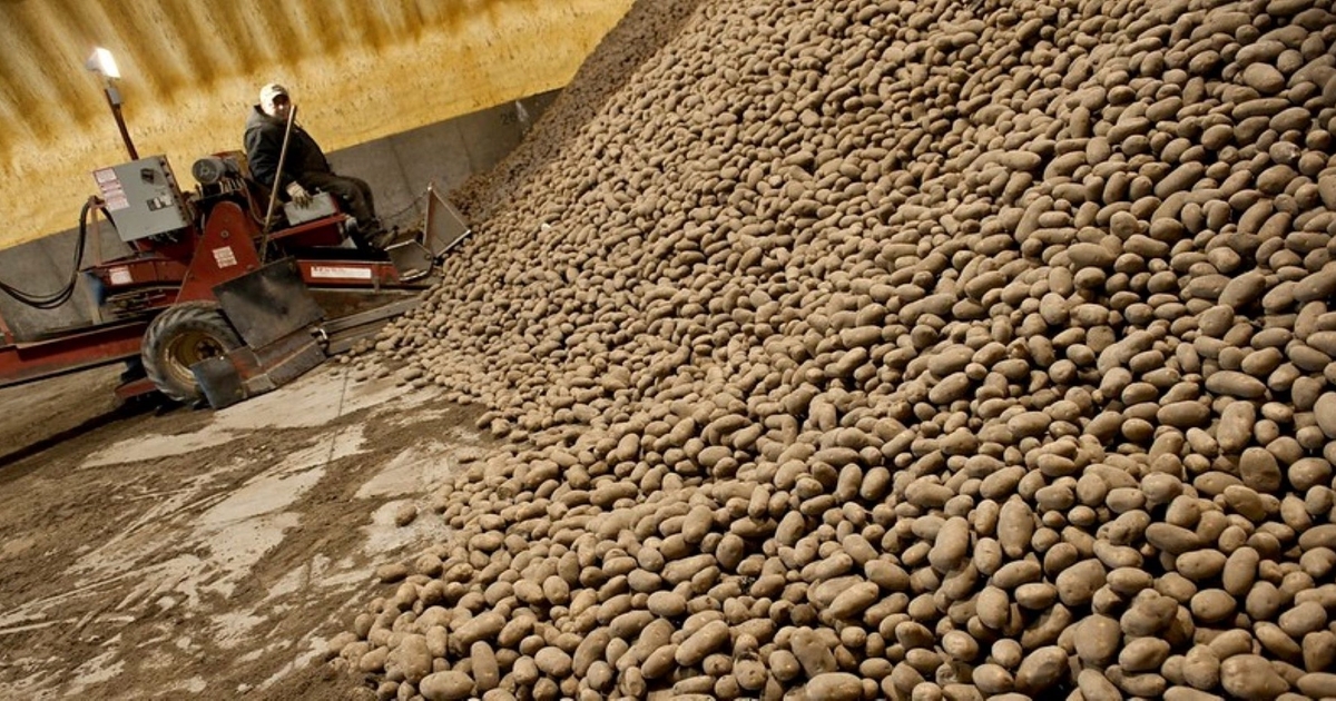 Project to improve organic potatoes’ shelf life