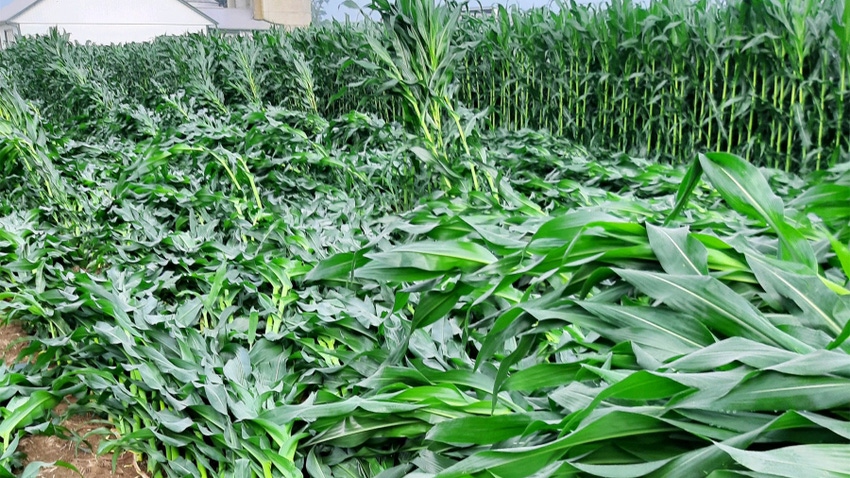 Corn crops lying flat in a field