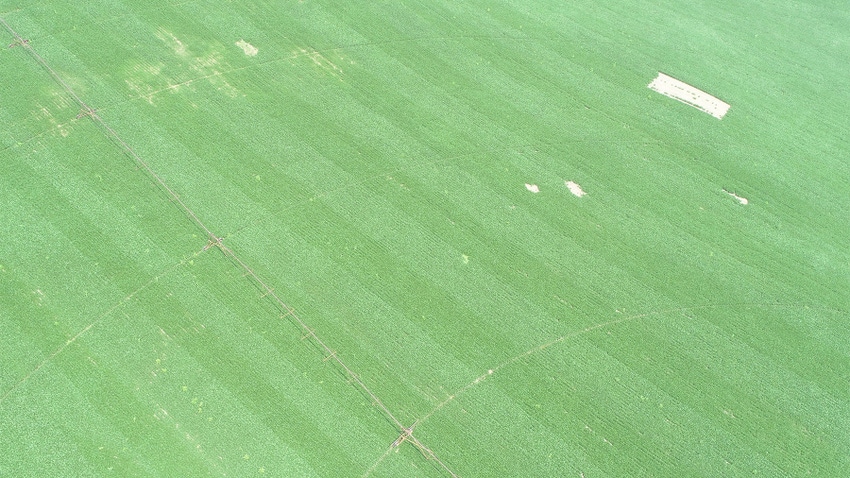 An aerial view of a soybean field with alternating strips of light and dark colored green plants