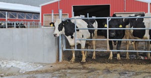 Holsteins behind a metal gate