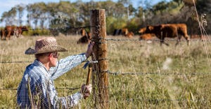 man repairing fence with cattle in background