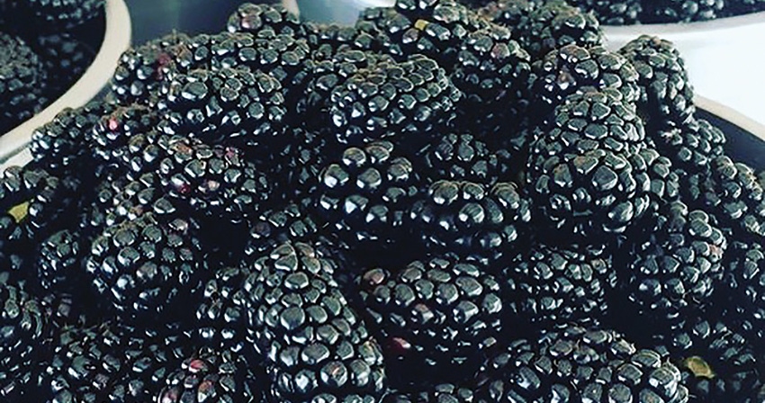barnhillbucketofbberriescopy.jpg barnhillbucketofbberriescopy.jpg