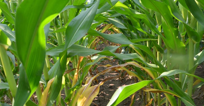 Moderate nitrogen deficiency spots shown on corn leaf