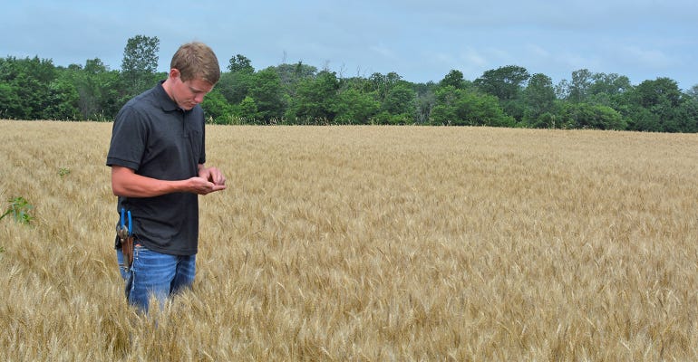Garrett Cramer surveys this year’s wheat crop