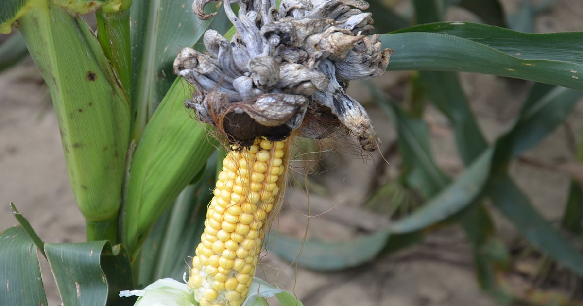 Corn plant miscues: What went wrong?