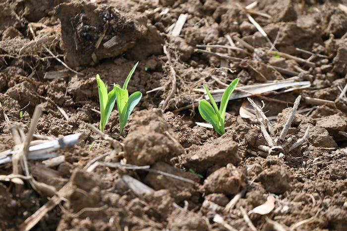 A close up of corn plants emerging from soil