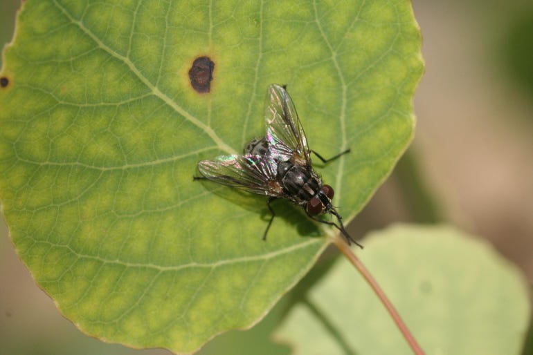 An adult stable fly on a green leaf