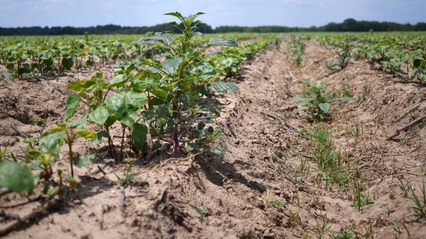 Row of cotton in early June with weeds emerged on the row and in-furrow.