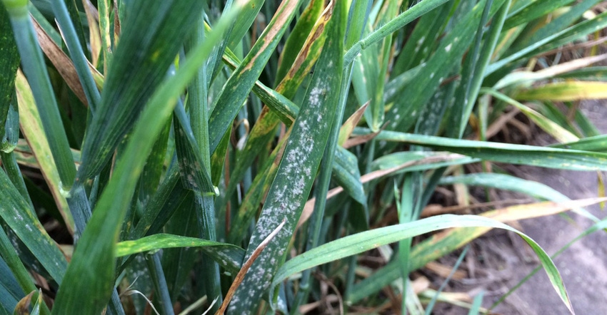 White, powder-like spots on leaves and stems characterize Powdery Mildew