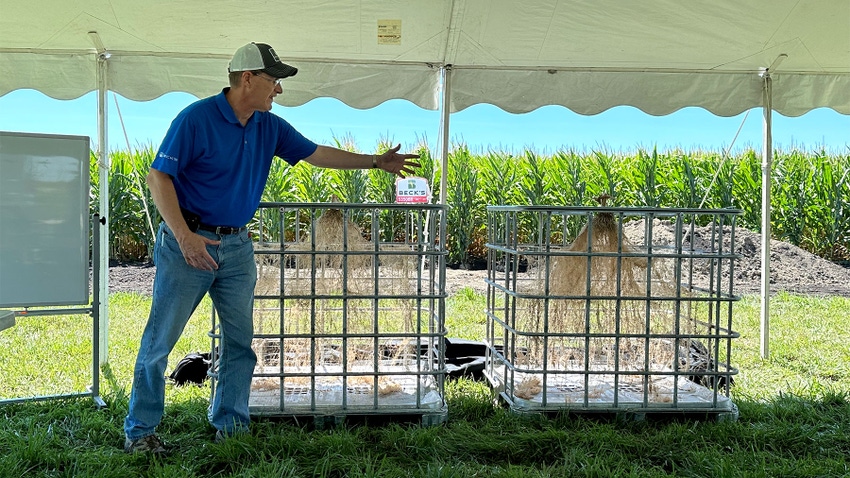 Man showing large corn root systems in two metal chemical totes