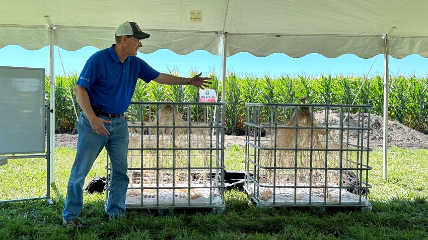 Man showing large corn root systems in two metal chemical totes Man showing large corn root systems in two metal chemical totes