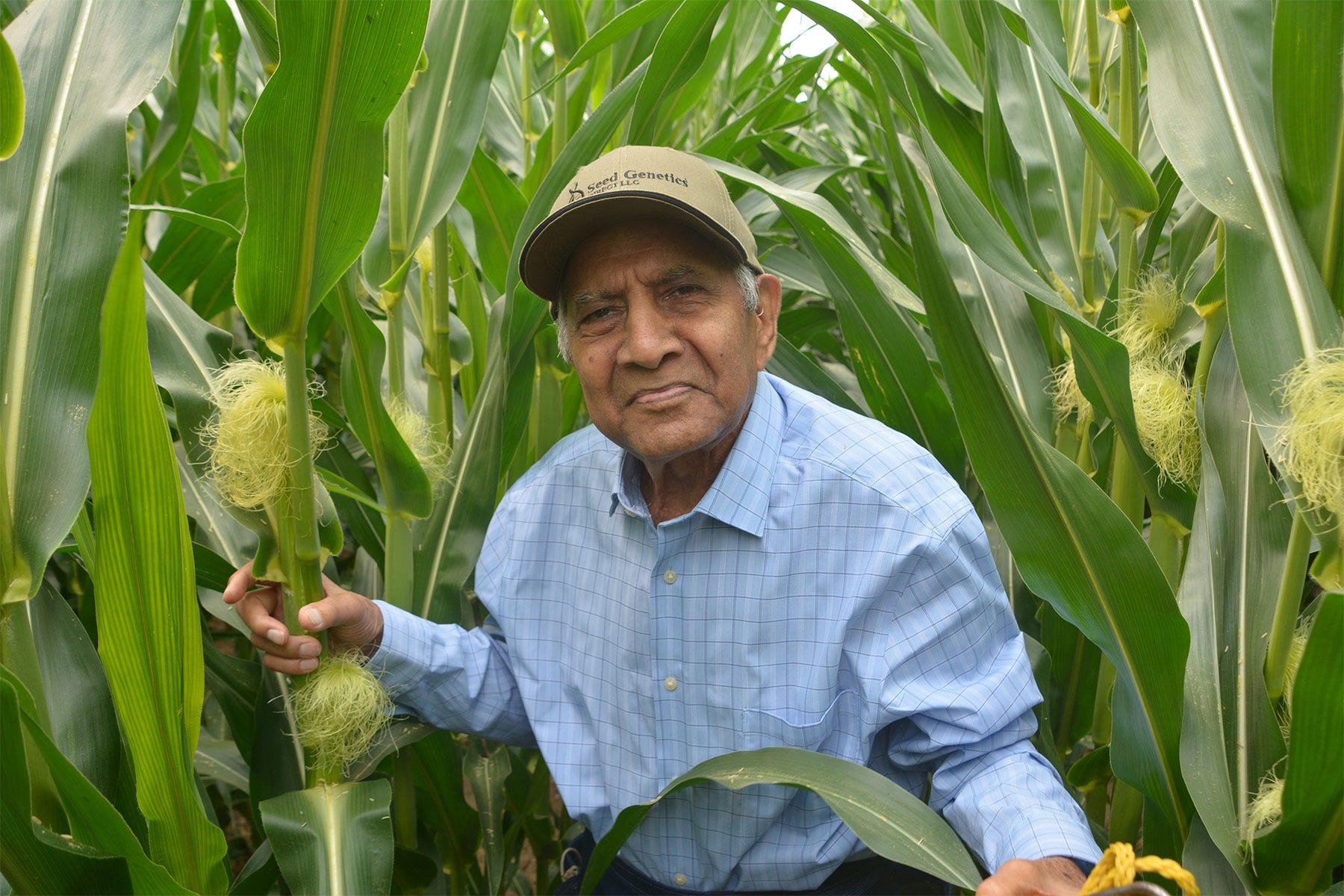 Dave Nanda stands in a cornfield with stalks towering over him