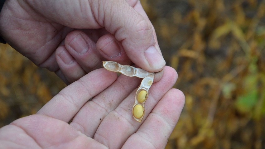 A close-up of hands holding a soybean pod with a damaged bean