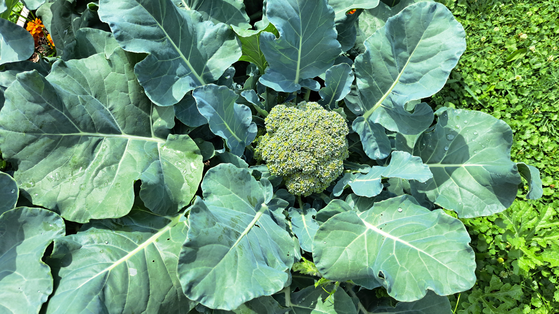 Crops To Plant In July–August For A Fall Harvest 