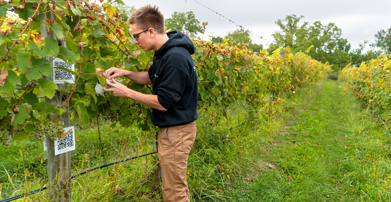 Hunter Adams deploys Monarch micro-satellites at the Cornell teaching vineyard in Lansing