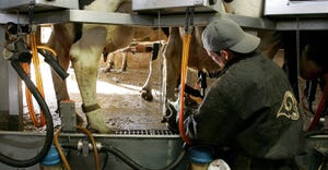 man milking a dairy cow