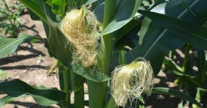 silks growing from corn ears