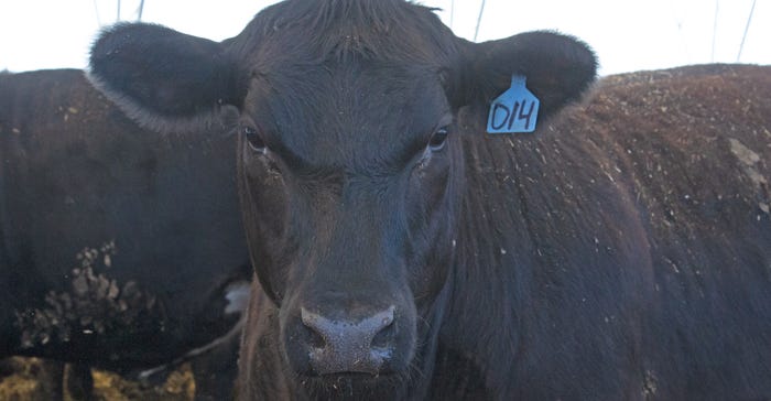 Beef cow closeup