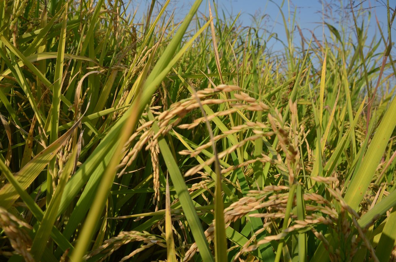 Raising Rice Raising rice