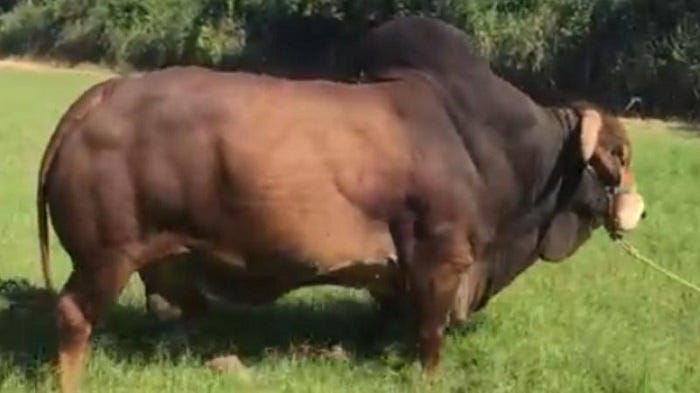 Masculine Boran bull