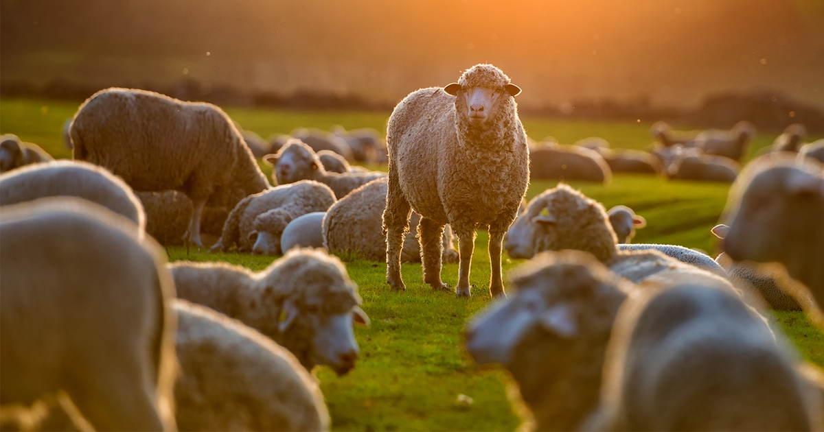 Thinking of expanding sheep flock? Here are some things to think about