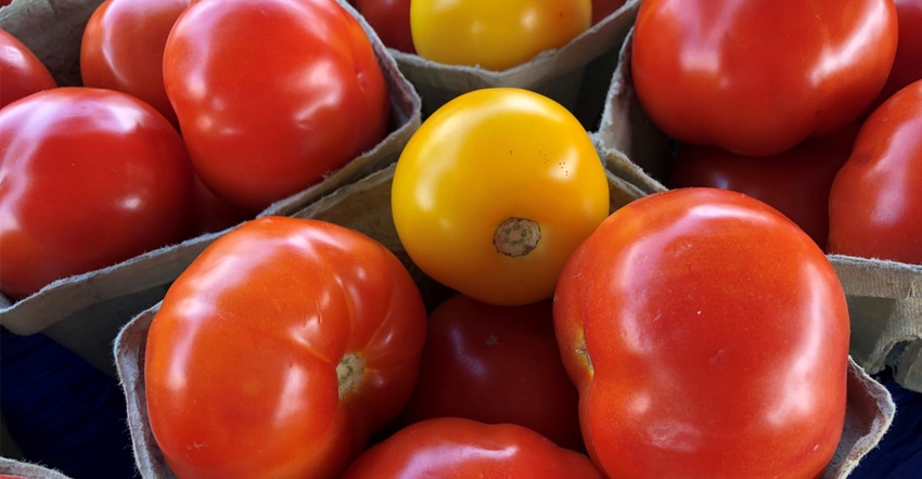 Tomatoes in container