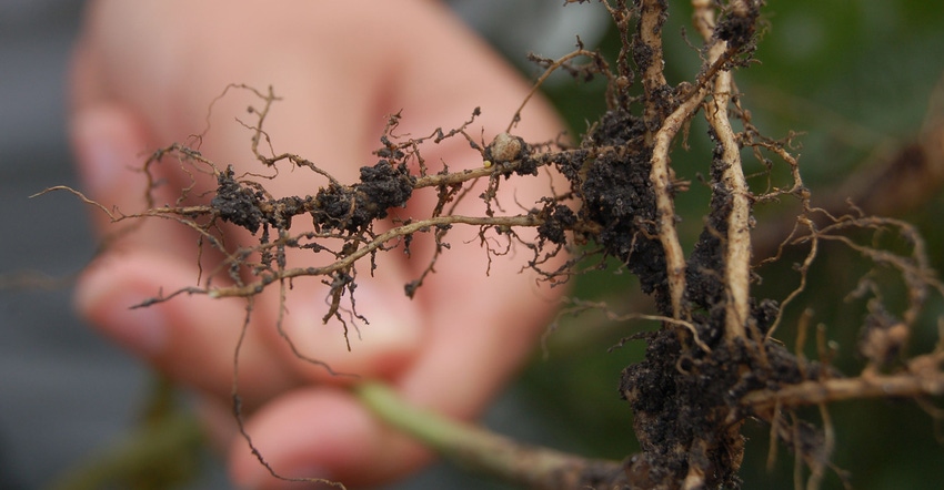 closeup of Soybean cyst nematodes 