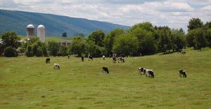 Cows on pasture on sunny day