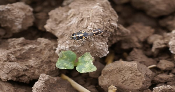Arizona Veg IPM: Bagrada bug, plant disease inhibitors, Kerb herbicide ...