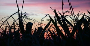 scenic corn plant silhouette