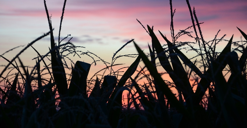 scenic corn plant silhouette