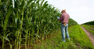 Farmer standing next to corn field holding tablet.