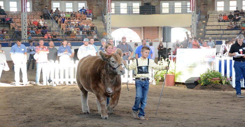 boy showing a beef cow in the Coliseum at the Illinois State Fairgrounds